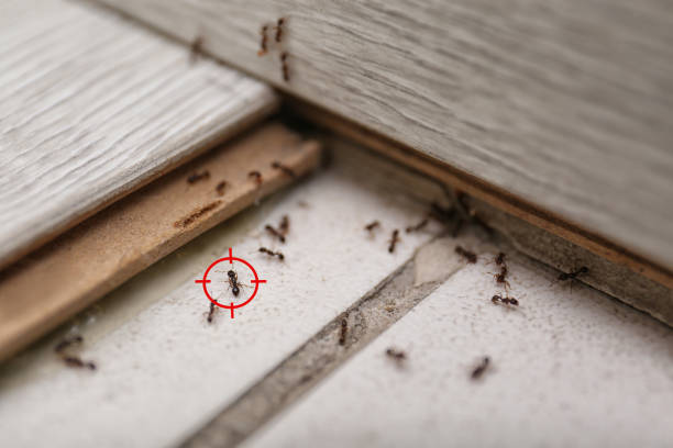 Best Termite Control Services  in Harmony, PA
