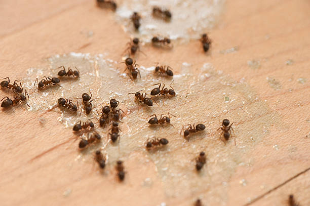 Best Pest Inspection Near Me  in Harmony, PA