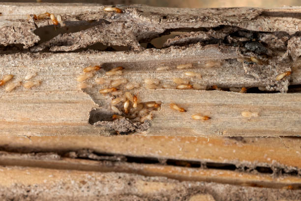 Best Ant Control Services  in Harmony, PA